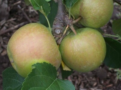 Uzgoj jabuka u Mađarskoj Uzgoj jabuka u Mađarskoj