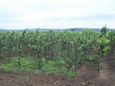 Uzgoj jabuka u Mađarskoj Uzgoj jabuka u Mađarskoj
