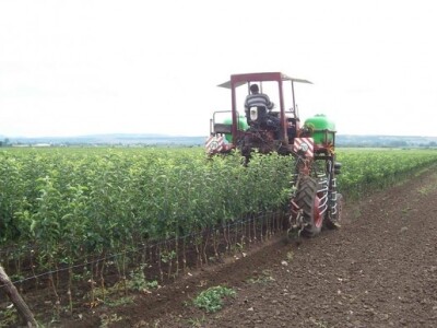 Uzgoj jabuka u Mađarskoj Uzgoj jabuka u Mađarskoj