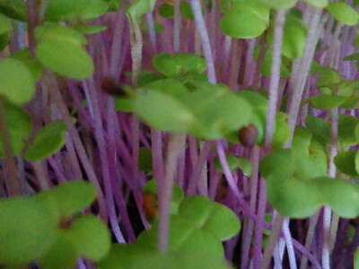 Mikrogreens repa Mikrogreens repa