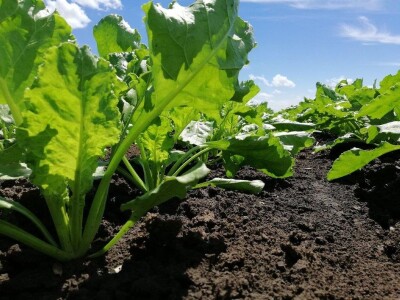 KWS iskustva proizvođača CONVISO®SMART sistemom