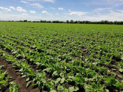 KWS iskustva proizvođača CONVISO®SMART sistemom