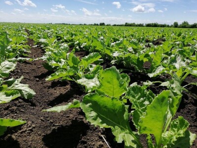 KWS iskustva proizvođača CONVISO®SMART sistemom