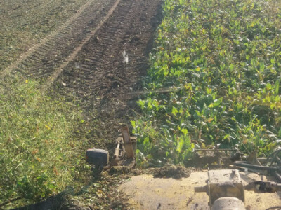 Vađenje šećerne repe Vađenje šećerne repe