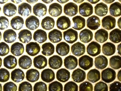 reprodukcija pčelinjih