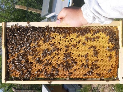 reprodukcija pčelinjih