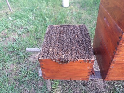 reprodukcija pčelinjih