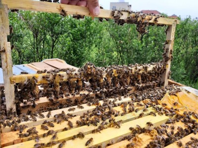 reprodukcija pčelinjih