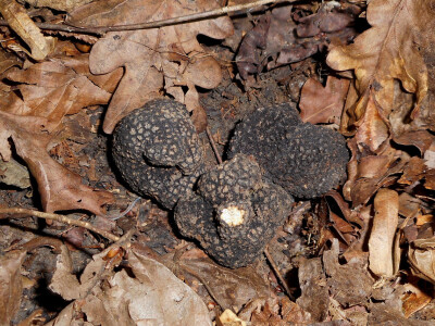 Ljetni tartuf na staništu