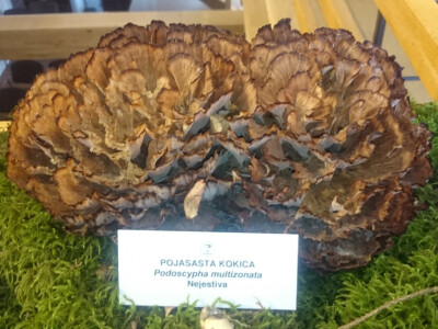 Rijetka vrsta Pojasasta kokica