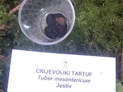 Crijevoliki tartuf