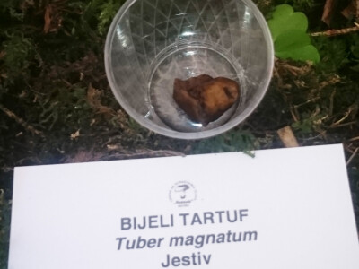 Bijeli tartuf
