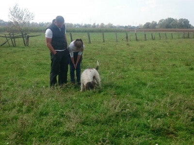 Pokazno traženje tartufa