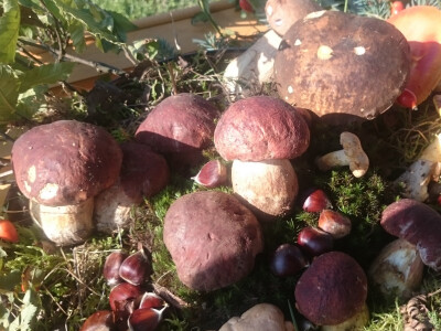 Gljive i ljekovito bilje