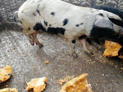 Resavka se odomaćila u selu Zagorica kod Topole, foto: M. Lazarević