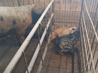 Resavka se odomaćila u selu Zagorica kod Topole, foto: M. Lazarević