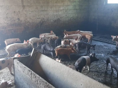 Resavka se odomaćila u selu Zagorica kod Topole, foto: M. Lazarević