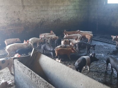 Resavka se odomaćila u selu Zagorica kod Topole, foto: M. Lazarević