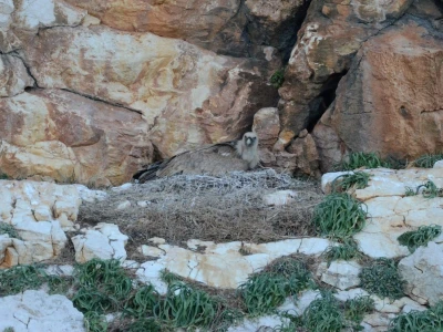 Restorani za supove