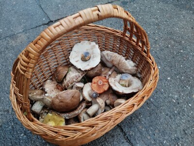 Retke gljive rastu i u okolini Ćuprije