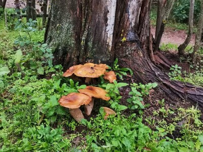 Retke gljive rastu i u okolini Ćuprije