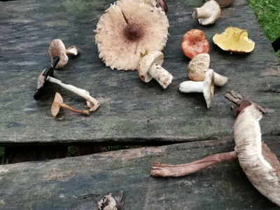 Retke gljive rastu i u okolini Ćuprije