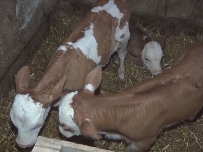 Retkost da rava oteli tri teleta