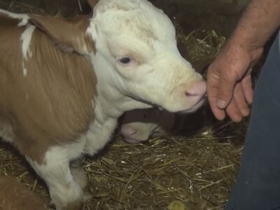 Retkost da rava oteli tri teleta