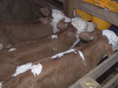 Retkost da rava oteli tri teleta