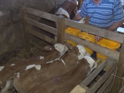 Retkost da rava oteli tri teleta