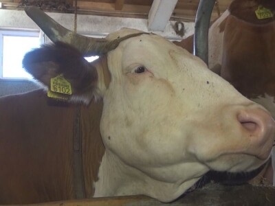 Retkost da rava oteli tri teleta