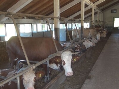 Retkost da rava oteli tri teleta