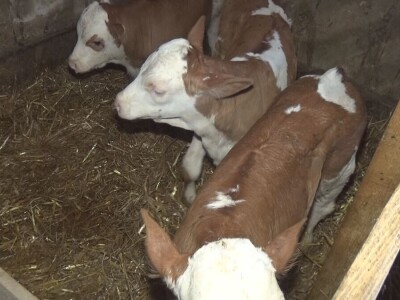 Retkost da rava oteli tri teleta