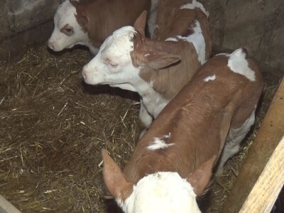 Retkost da rava oteli tri teleta