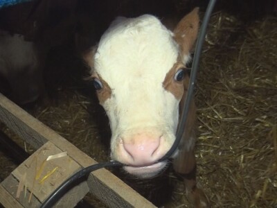 Retkost da rava oteli tri teleta