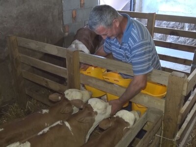 Retkost da rava oteli tri teleta