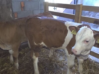 Retkost da rava oteli tri teleta