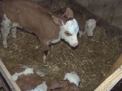 Retkost da rava oteli tri teleta