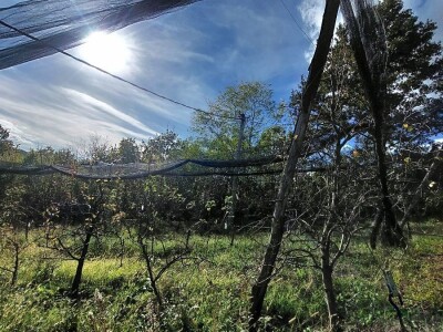 Retrovegetacija voća