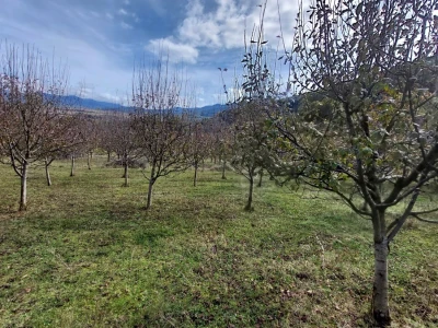 Retrovegetacija voća