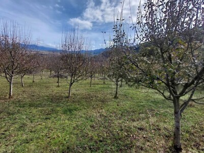 Retrovegetacija voća Retrovegetacija voća