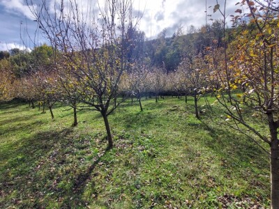Retrovegetacija voća Retrovegetacija voća