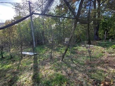 Retrovegetacija voća