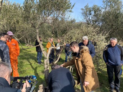 Revitalizaciji opožarenih stabala masline