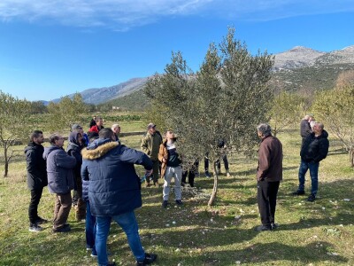 Revitalizaciji opožarenih stabala masline