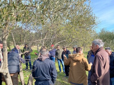 Revitalizaciji opožarenih stabala masline