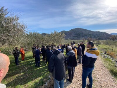 Revitalizaciji opožarenih stabala masline