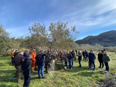 Revitalizaciji opožarenih stabala masline