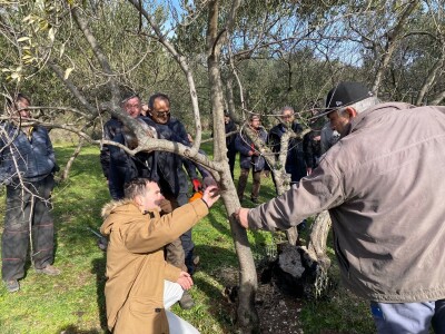 Revitalizaciji opožarenih stabala masline