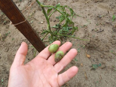 Tuča uništila povrće na OPG-u Duk